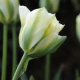 50 Tulpen (groen-wit) (leverbaar van aug-dec)